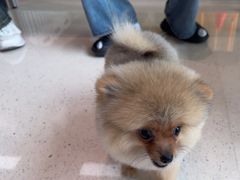 -帕帕拉兹宠物(亚洲旗舰店)