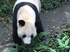 -成都大熊猫繁育研究基地