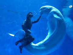 -芜湖新华联大白鲸海洋公园