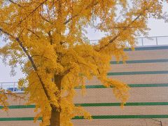 -三里屯东五街银杏大道
