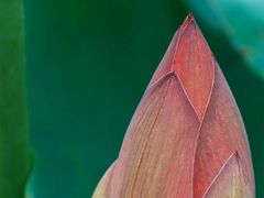 -羊亭河湿地公园