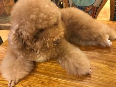 -more than meow吴止猫主题餐厅(承德 中船汇店)