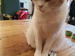 -猫小院猫主题餐厅(南锣旗舰店)