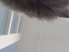-楼上猫咖(罗湖店)