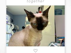 -喵的天空名猫咖啡馆·撸猫·猫舍·用品