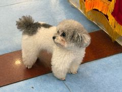 -博特宠物医院24h犬猫全科.骨科·异宠