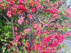 -海棠花溪(元大都城垣遗址公园)