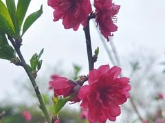 -桃花涧