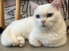 -Let's go狗咖·猫咖·奶狗·桌游(春熙路IFS店)