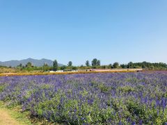 -北京东方普罗旺斯薰衣草庄园