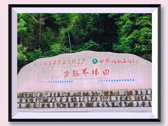 -紫鹊界梯田景区