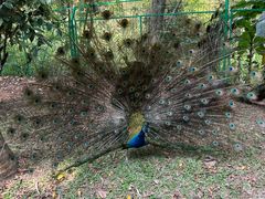 -西双版纳原始森林公园