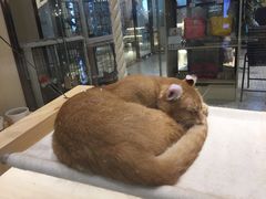 -momokira米努特·德文卷毛猫·棉花面纱犬