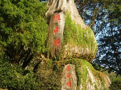 -雁南飞茶田景区