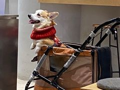 -Seesaw Coffee(西岸凤巢店)