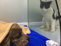 -佑安动物医院·全科·内窥镜中心(幸福巷店)