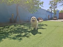 -宠物寄养训练学校