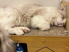 -Let's go狗咖·猫咖·奶狗·桌游(春熙路IFS店)