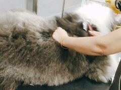 -宠福鑫康馨动物医院·骨科·眼科