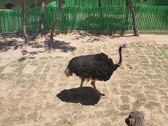 -西霞口神雕山野生动物世界