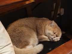 -咖法森林·咖啡  酒吧(天河店)