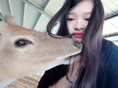 -鹿境梅花鹿生态园区