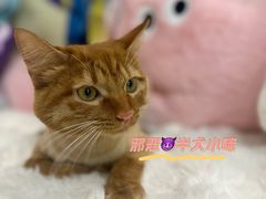 -momokira米努特·德文卷毛猫·棉花面纱犬