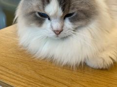 -有喵·猫咖·狗咖·30几只猫10只小狗(岗厦店)
