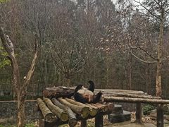 -都江堰中华大熊猫苑