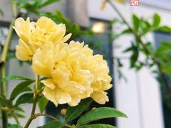 -小时光咖啡馆(北锣鼓巷店)