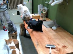 -猫亿天猫咖
