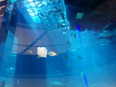 -迪拜水族馆及水下动物园