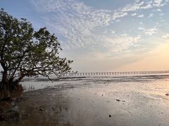 -宝安西湾红树林湿地公园