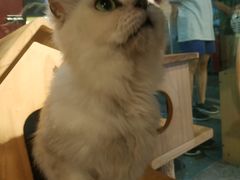 -more than meow吴止猫主题餐厅(承德 中船汇店)