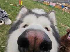 -趣玩宠物乐园寄养训犬训狗游泳池