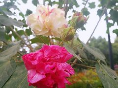 -三圣花乡旅游区