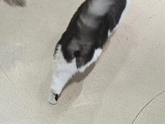 -藏猫猫咖啡主题馆(中央大道店)