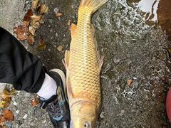 -郴州特产舜华临武鸭(郴州西站店)