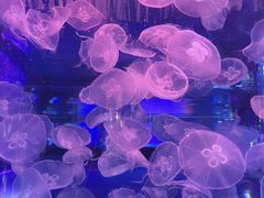 -左海海底世界