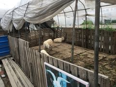 -小鱼草莓采摘园农家乐·小鱼餐厅