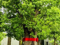 -养云安缦吧THE BAR