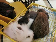 -猫色咖啡·猫咖