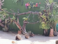 -广州长隆飞鸟乐园