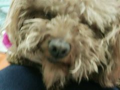 -瑞派宠物医院·24h·骨外科·皮肤科·全科宠物医疗转诊中心(沈阳浑南院)