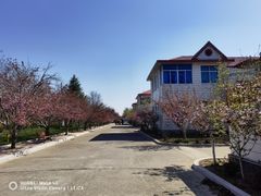 -莱阳濯村樱花园