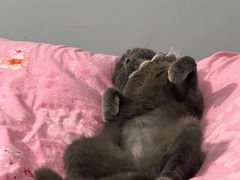 -芭比堂爱心动物医院·心脏科·犬猫内科(越城可乐分院)