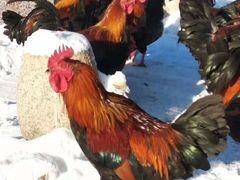 -庆岭迎宾园正宗活鱼馆