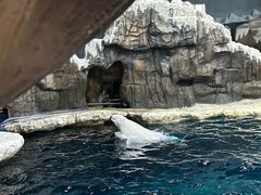 -杭州长乔极地海洋公园
