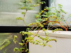 -五观堂素食(新华路店)