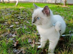 -喵zoo家庭繁育猫舍(尖东智能花园店)